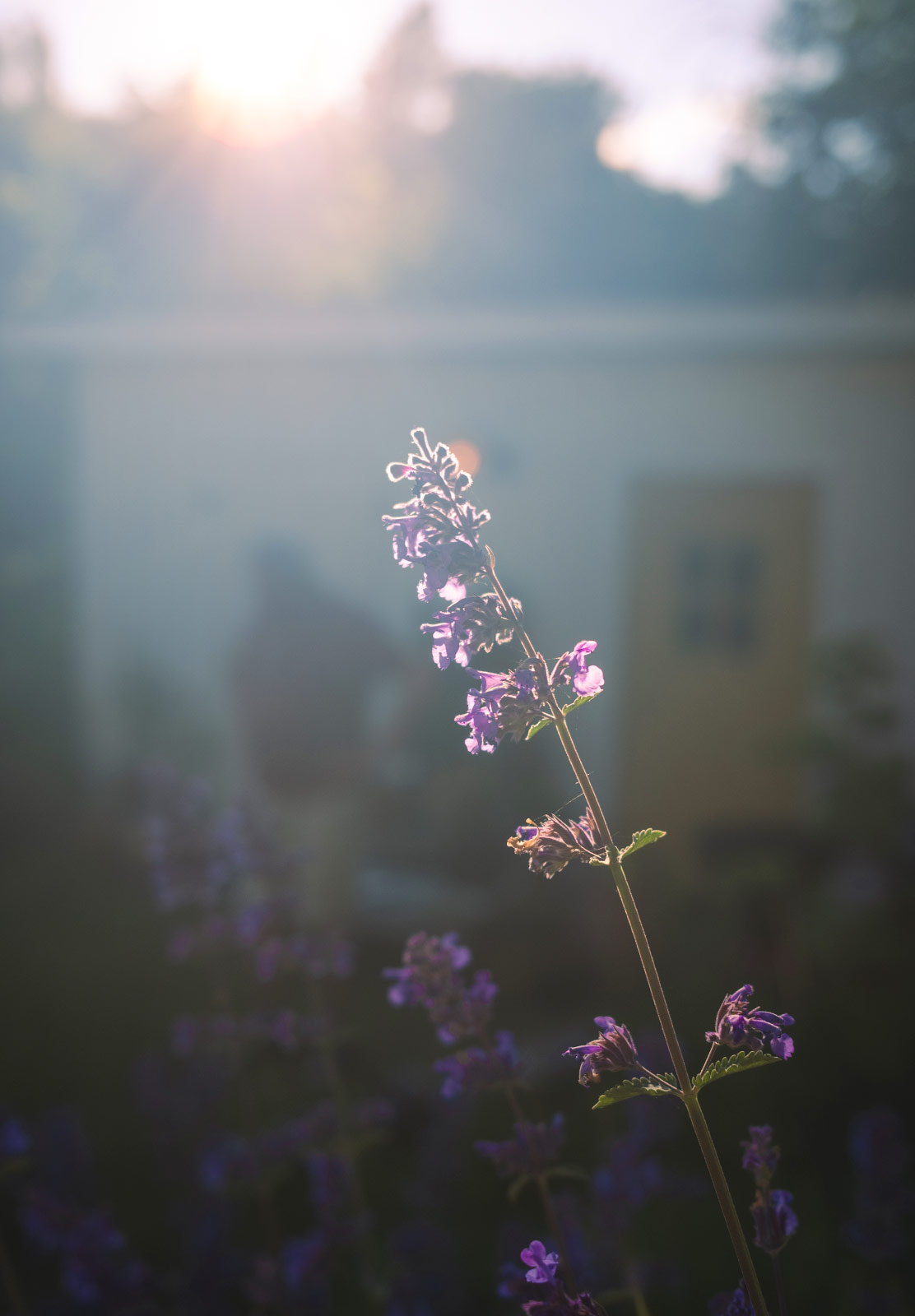 Flowers in the sun