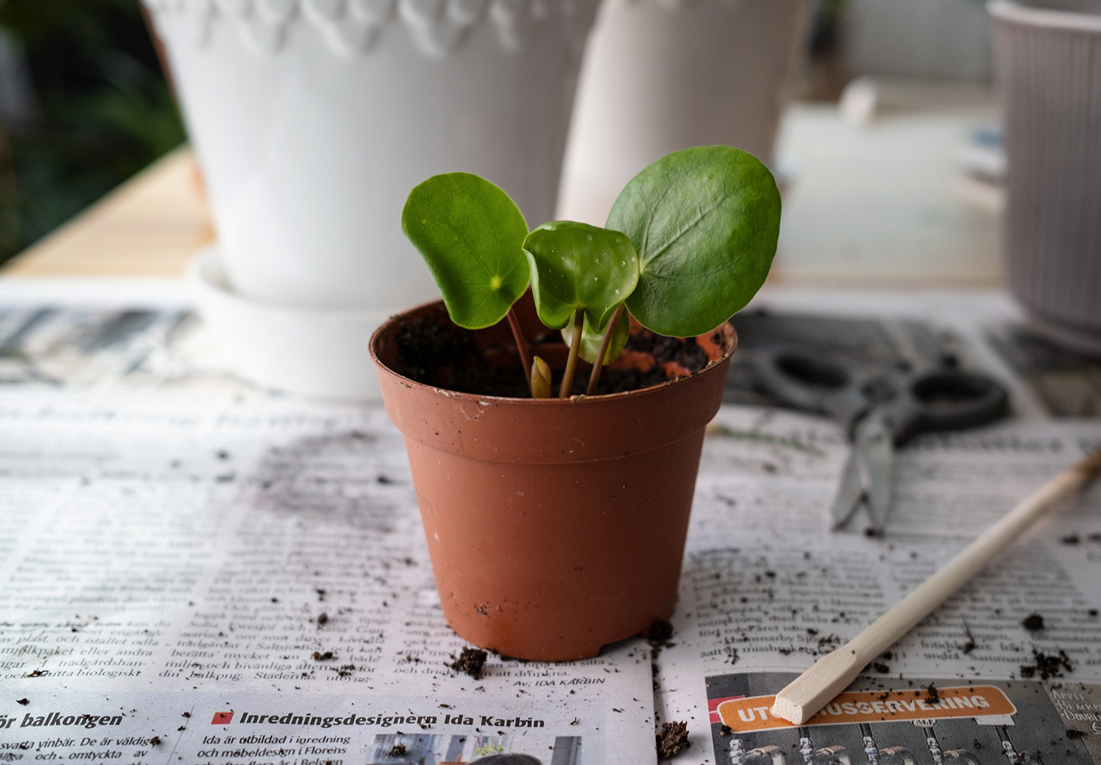 Small green plant in pot