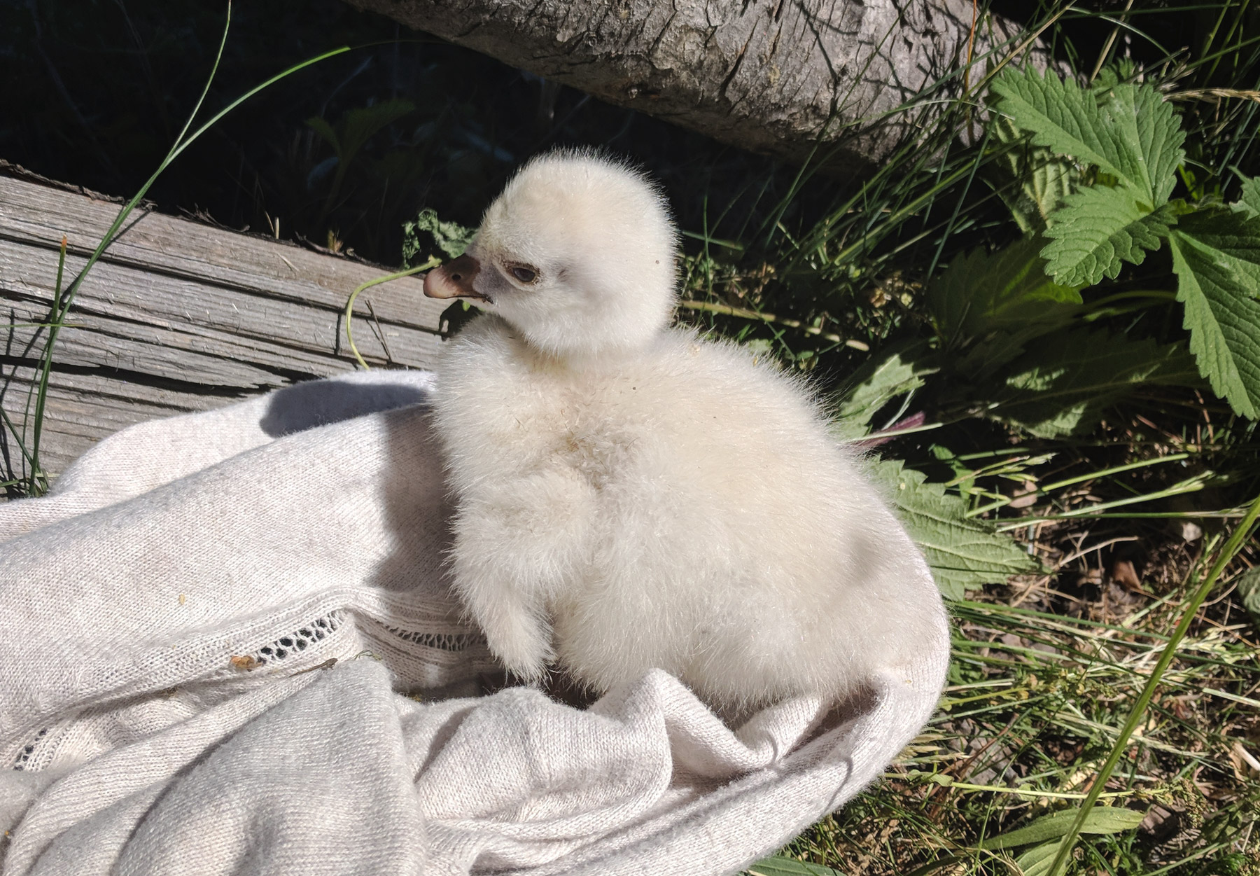 Fluffy grey gosling