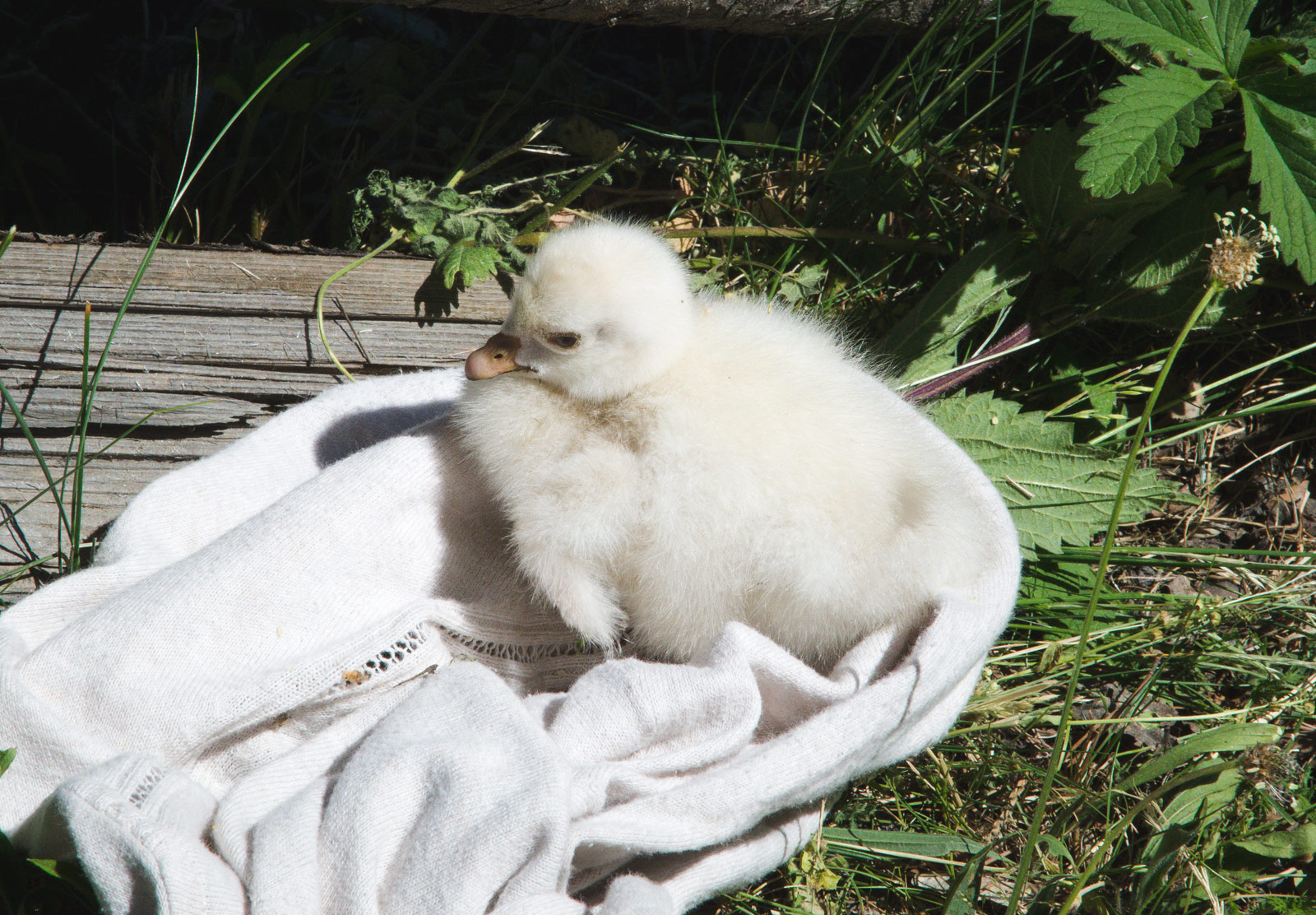 Bird on the grass