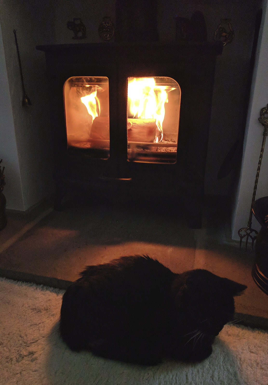 Cat sitting by the fire