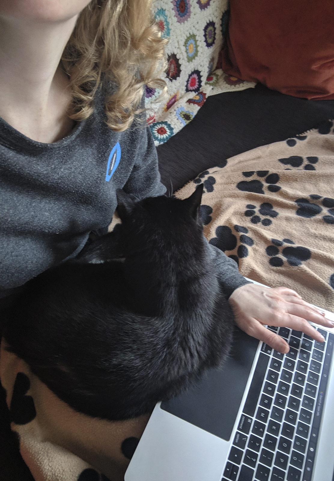 Cat on laptop