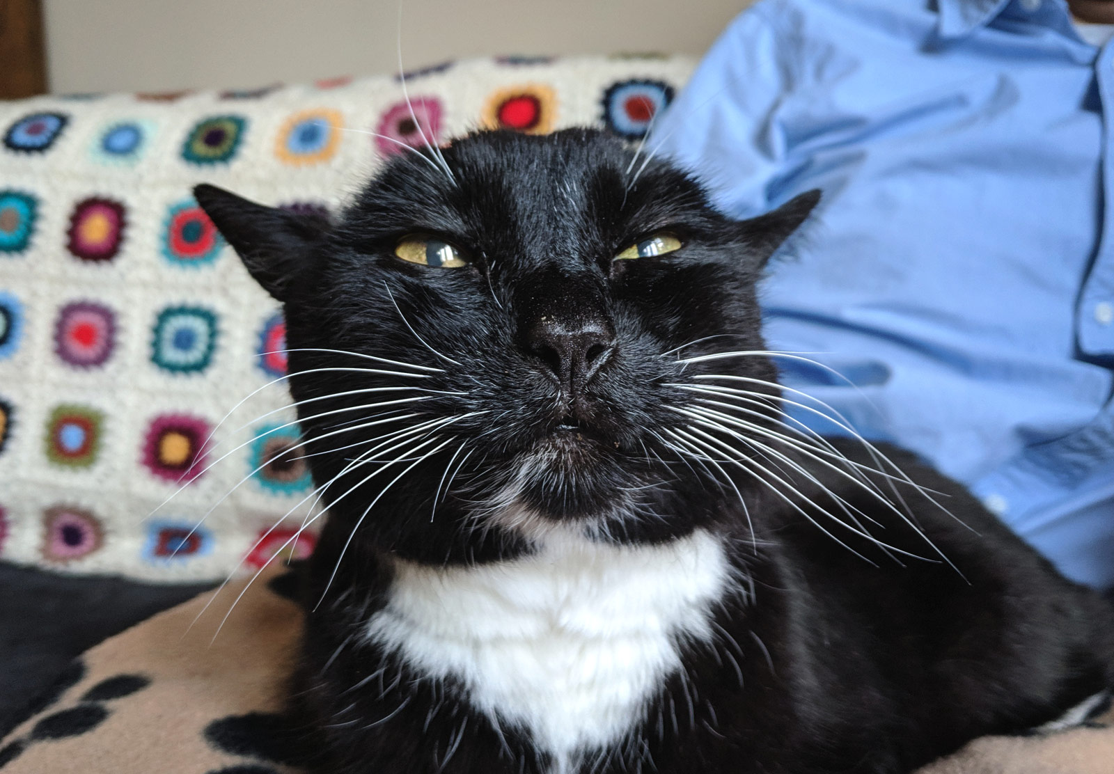 Cat as yoda