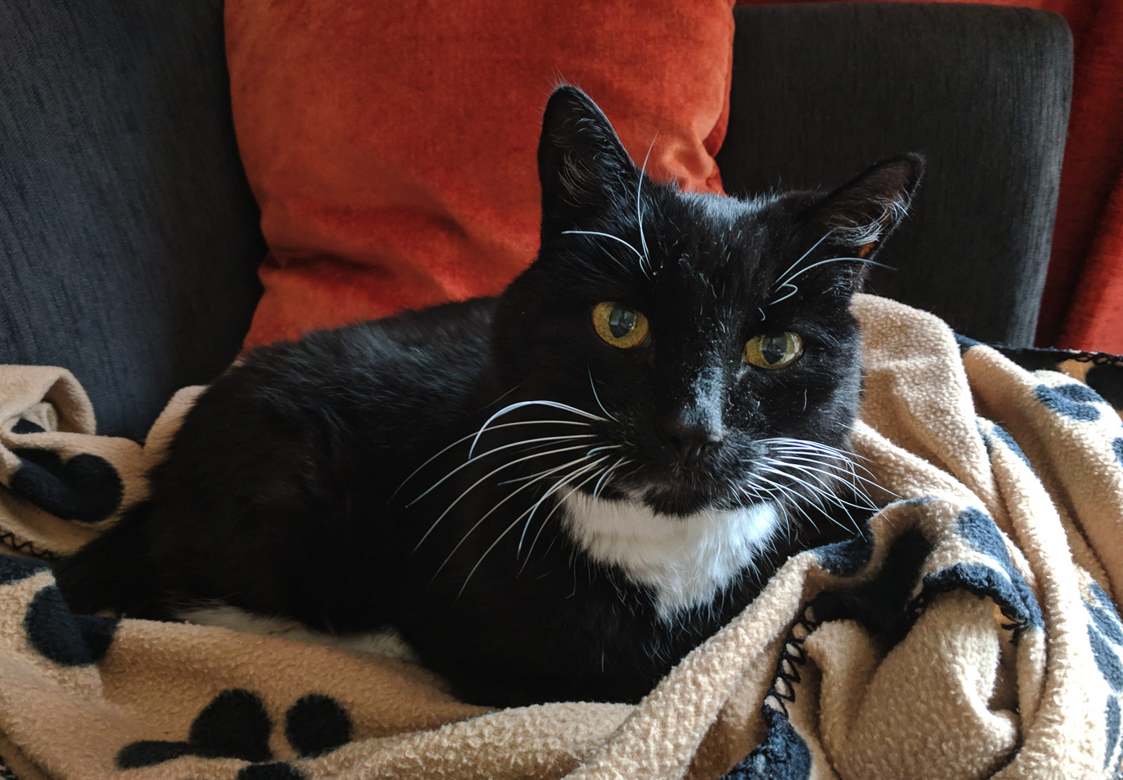 Cat on blanket