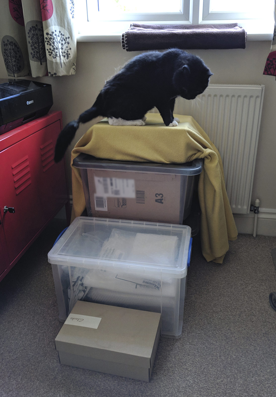 Cat on boxes