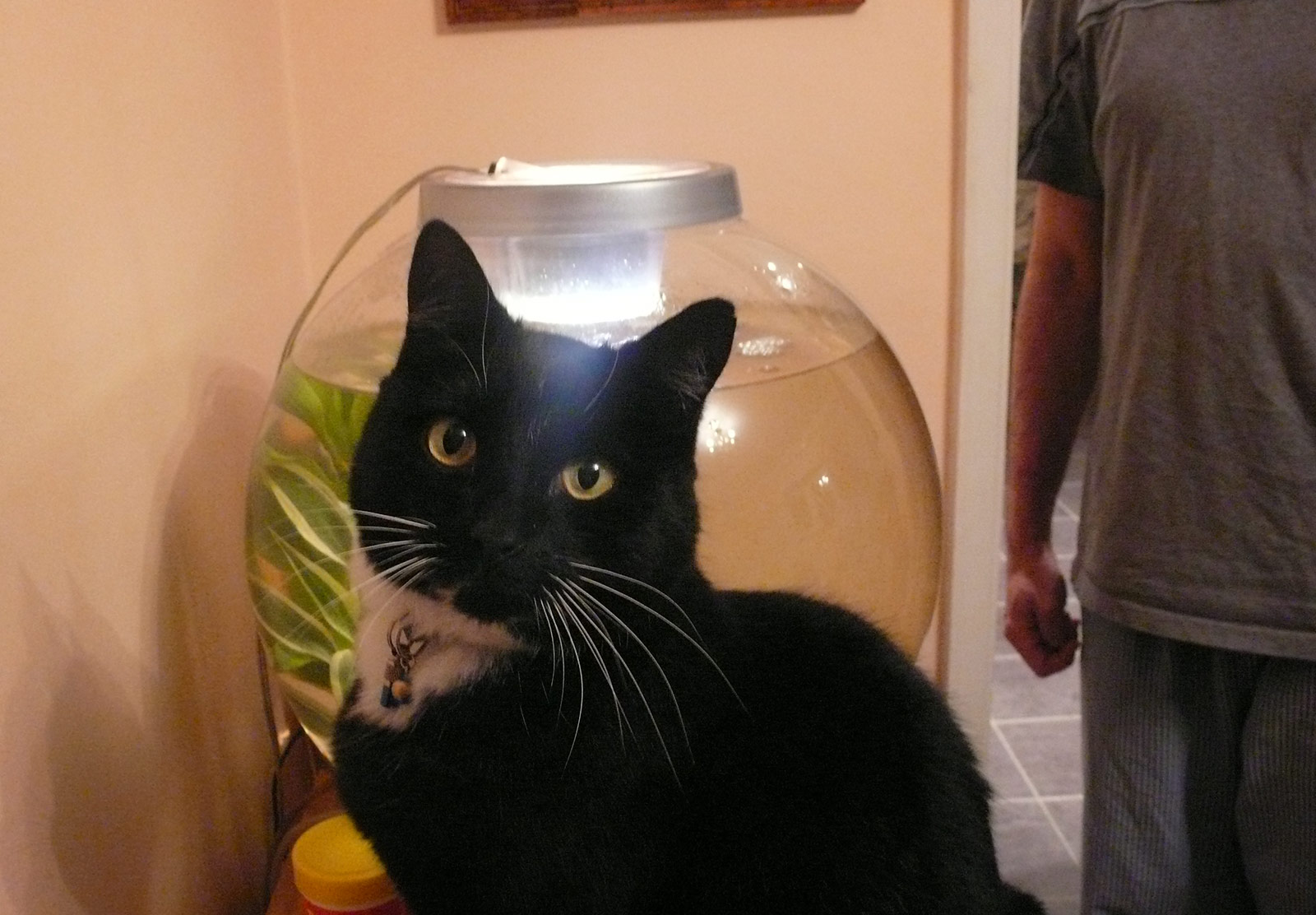 Cat next to fish bowl