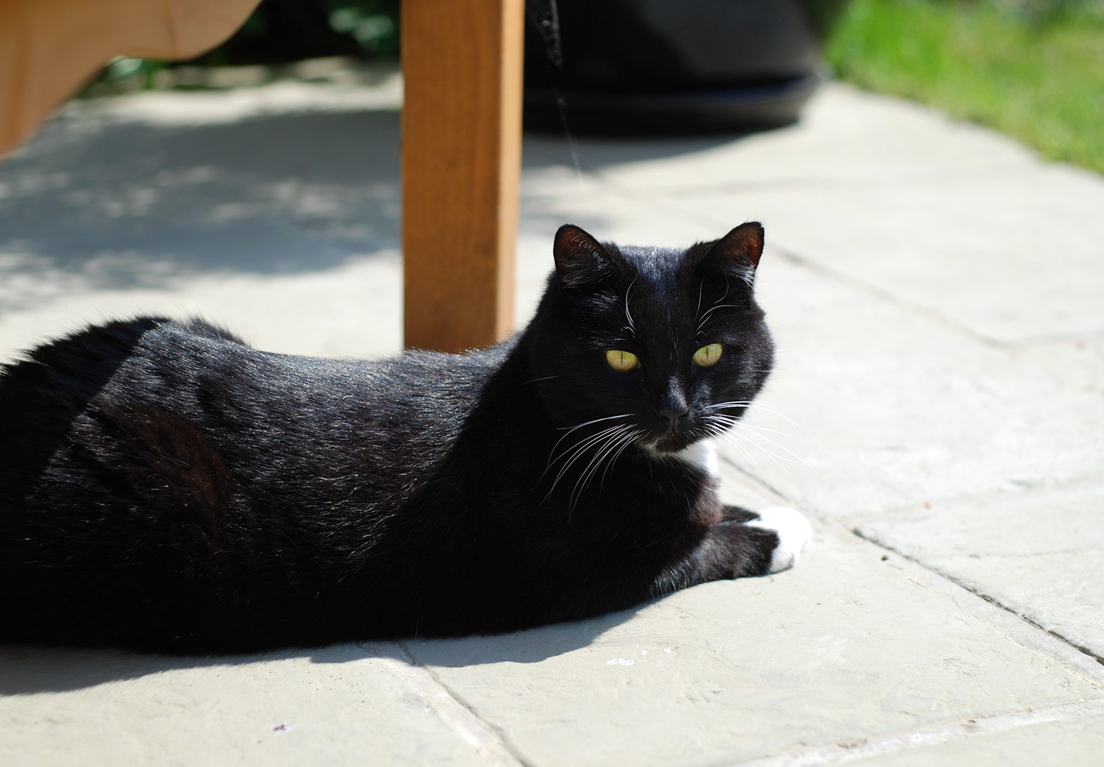 Cat in the sun