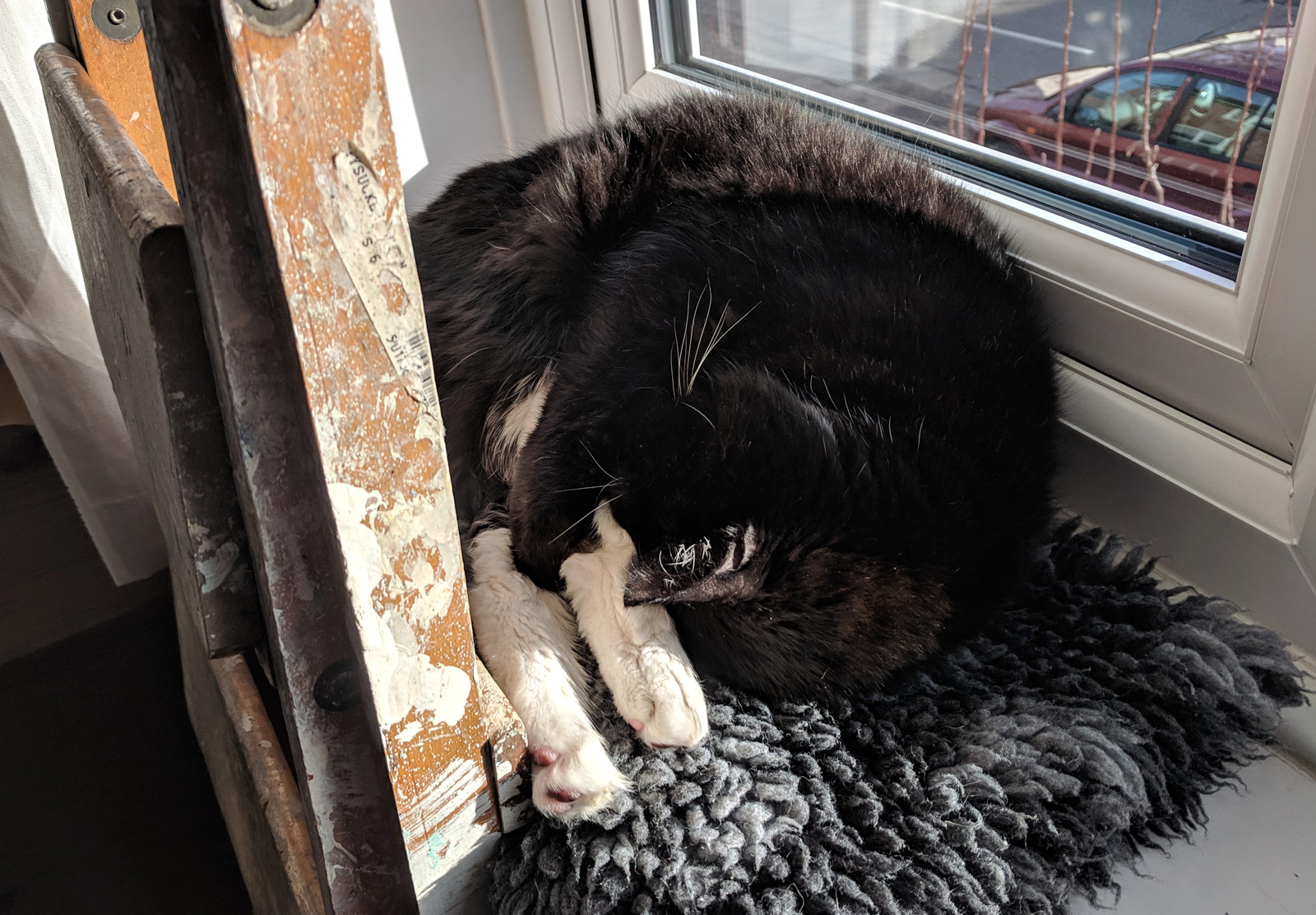 Cat sleeping on windowsill