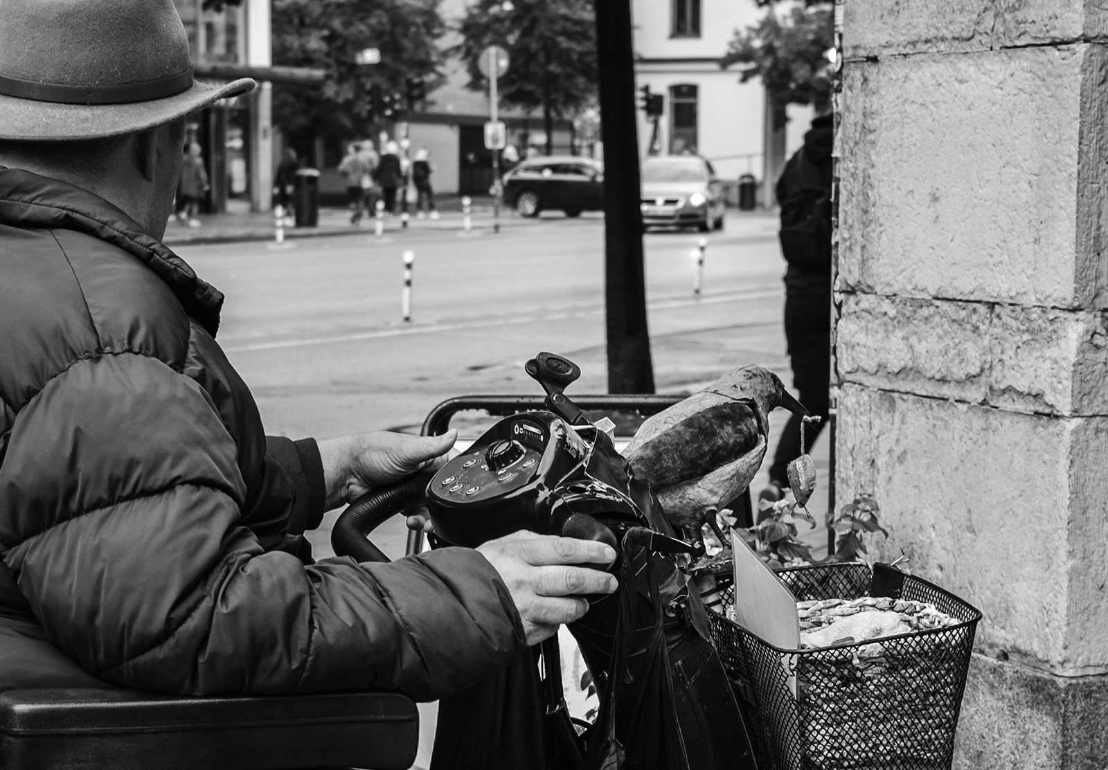 Crow sat on front of scooter