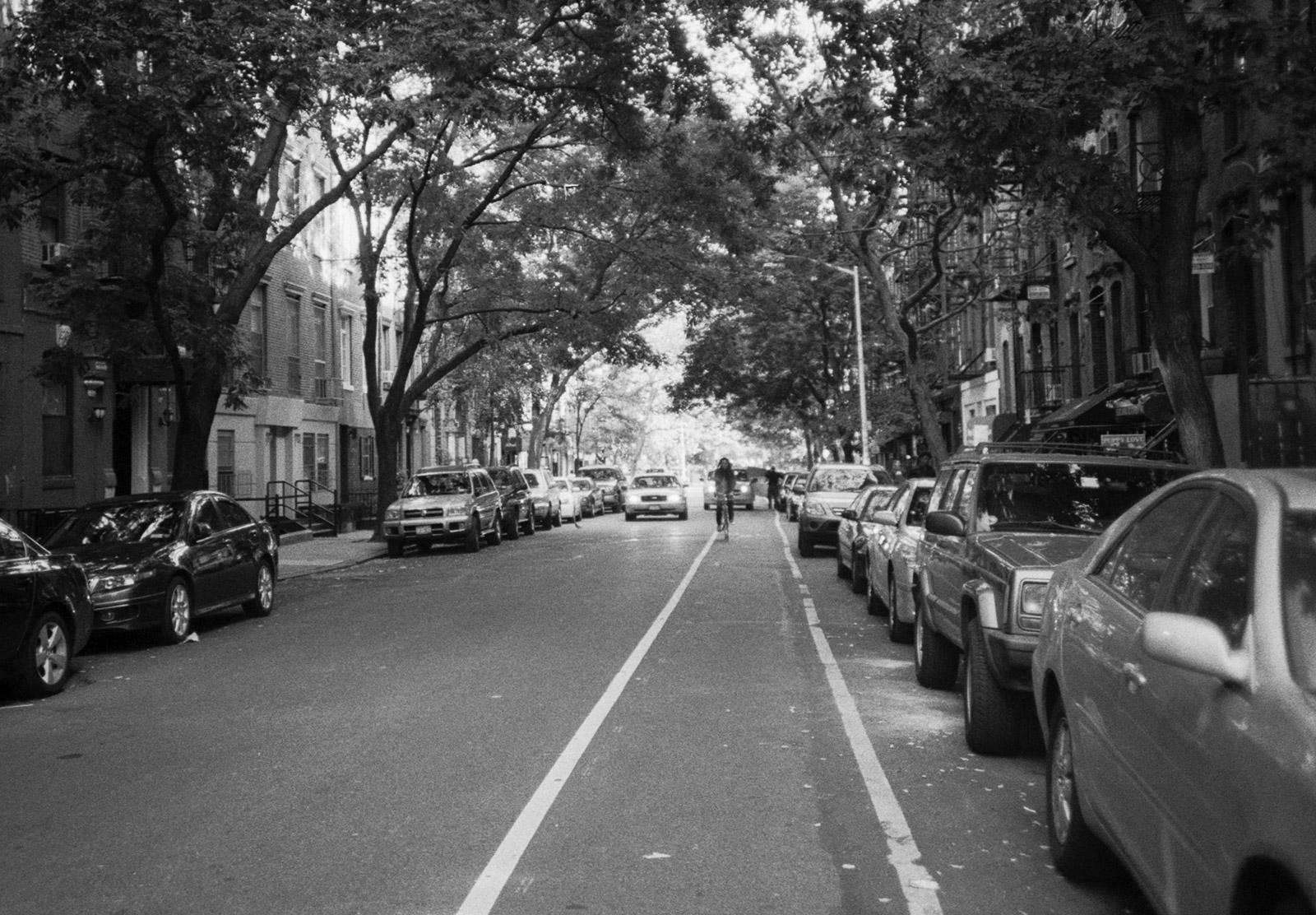 Tree lined road