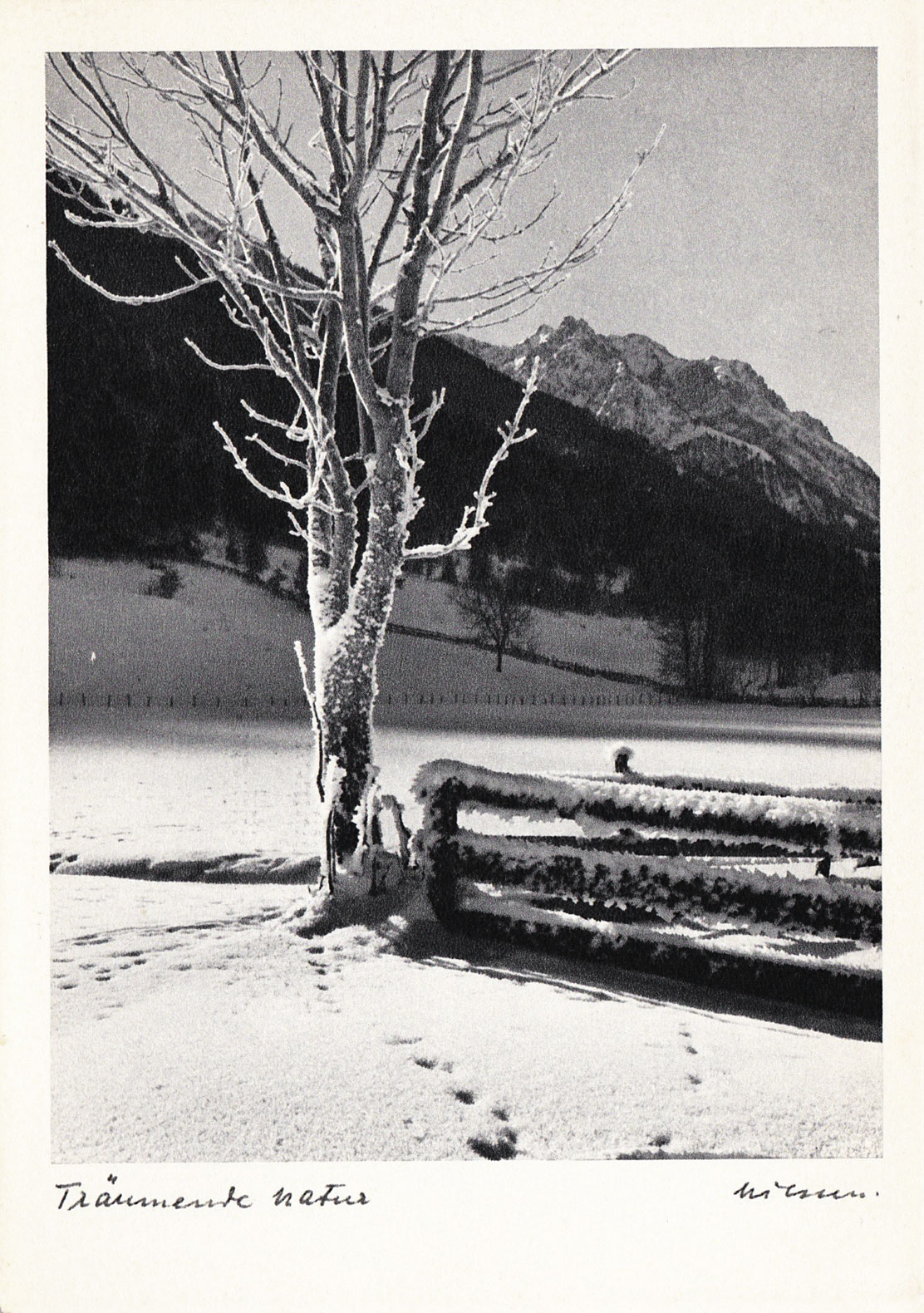 Tree in the snow