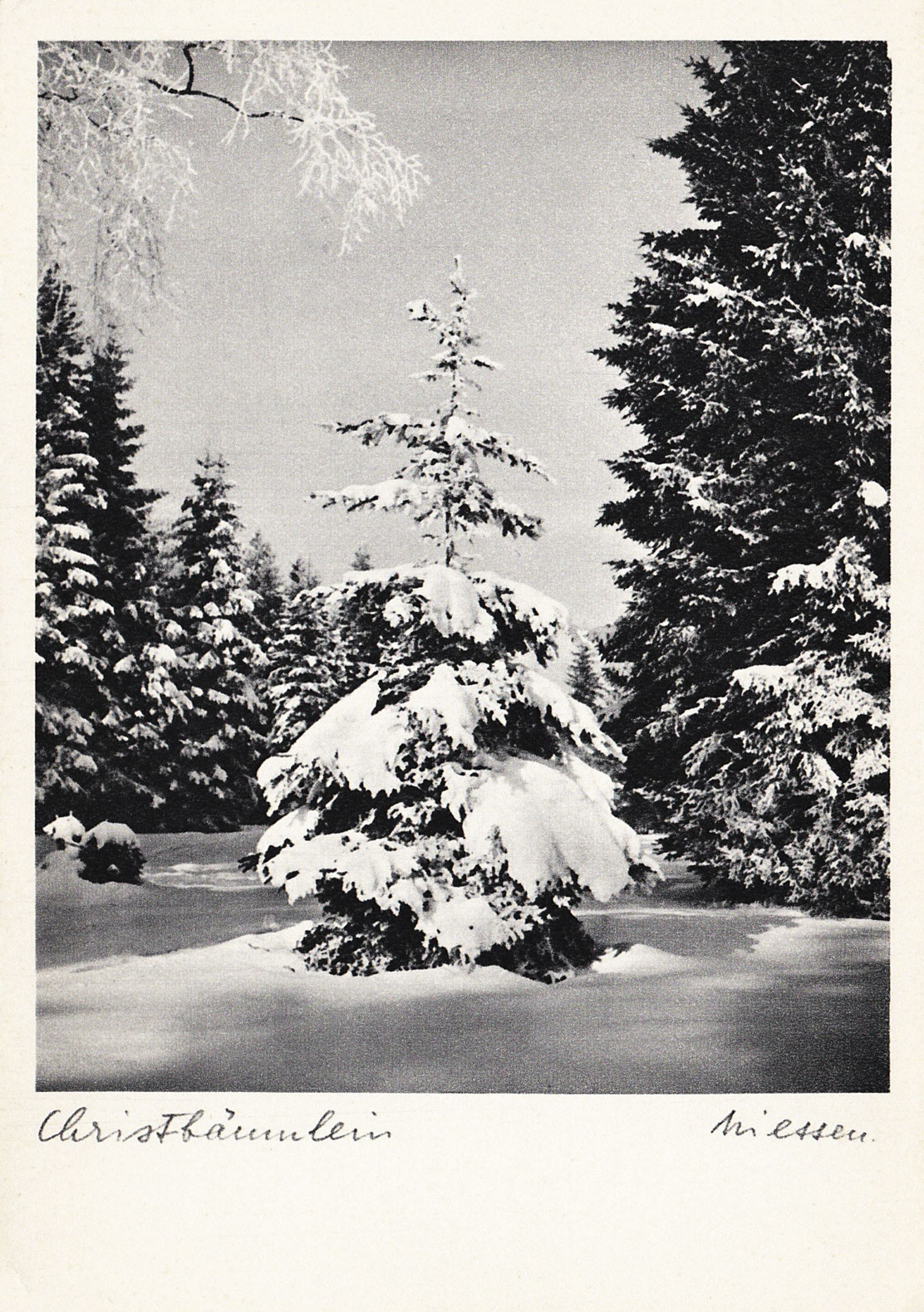 Snow covered tree
