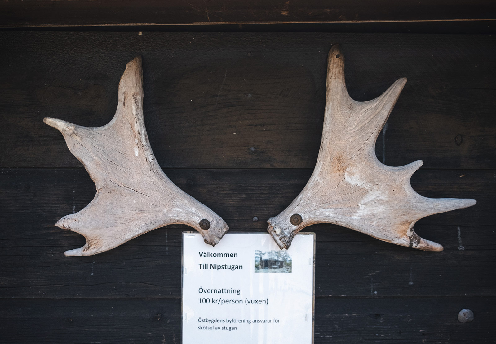 Antlers on door