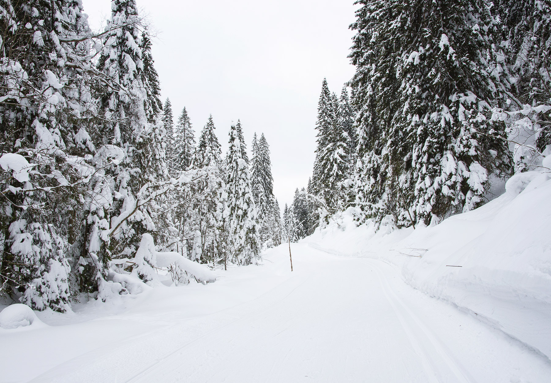 Snow covered trails