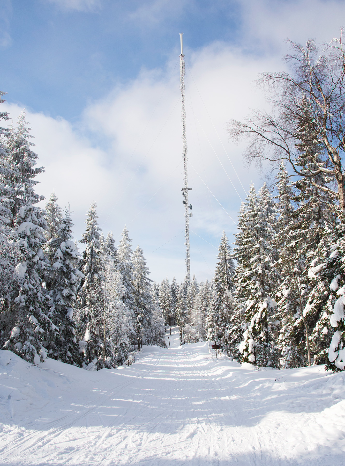Snow covered pine