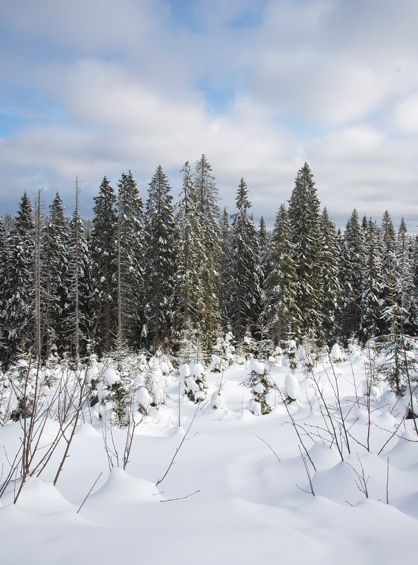 Snow covered pine trees