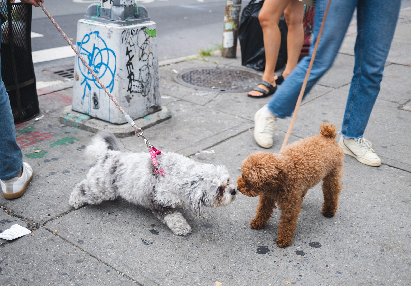 Dogs sniffing eachother