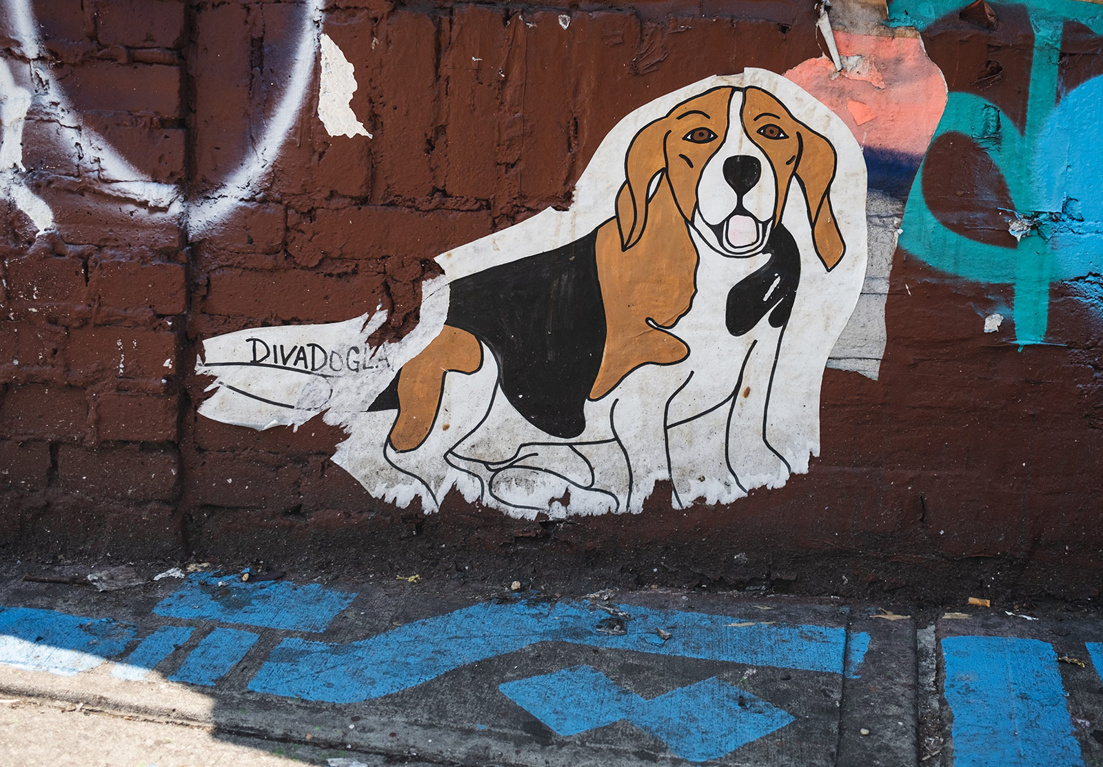 Beagle drawing