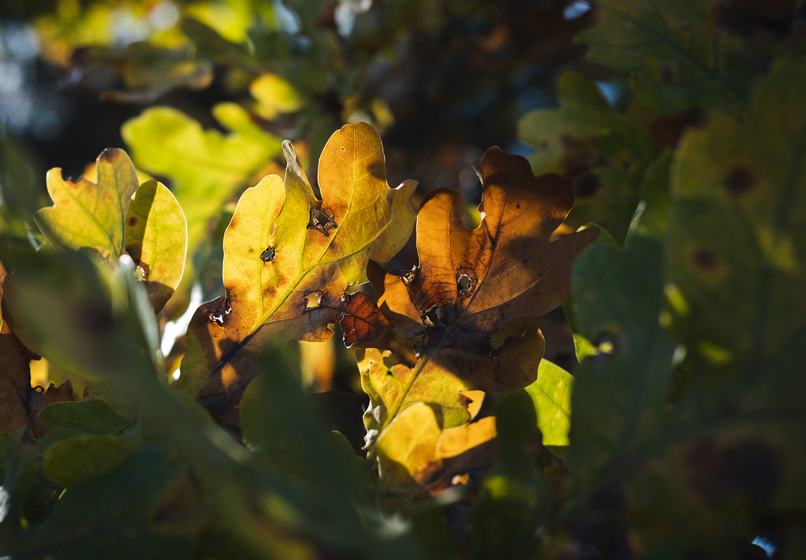Sun shining through leaves