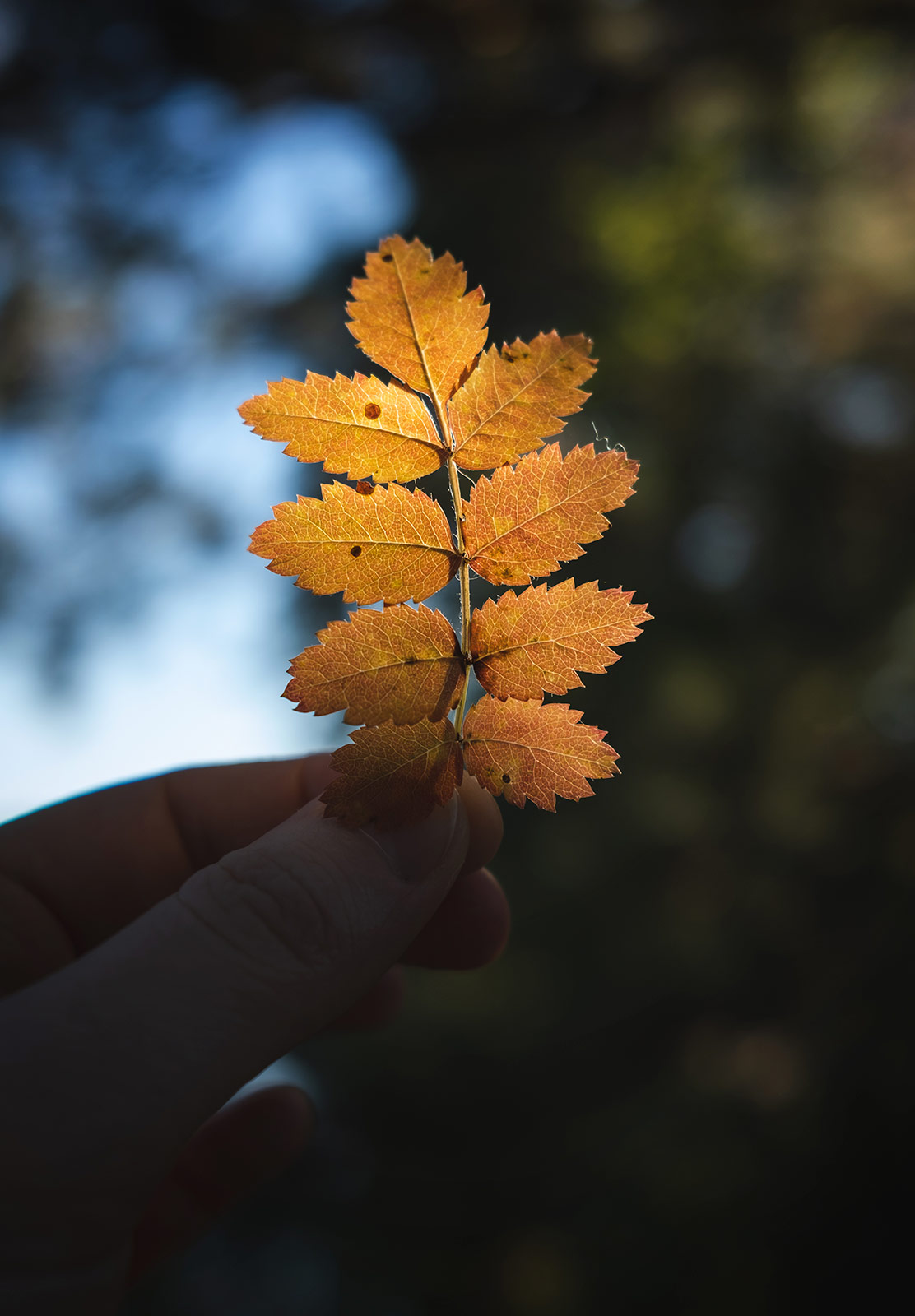 Orange leaves