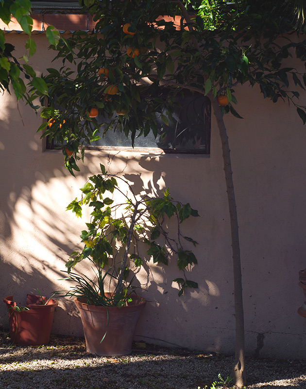 Orange tree in the sun