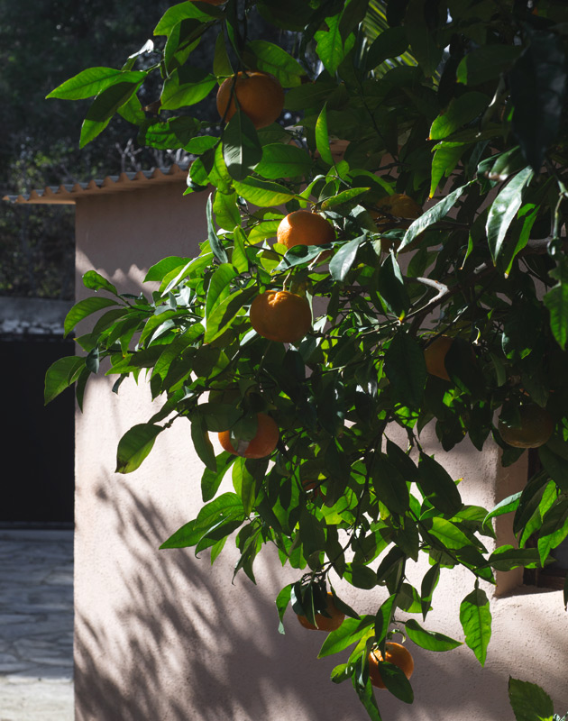 Orange tree in the sun