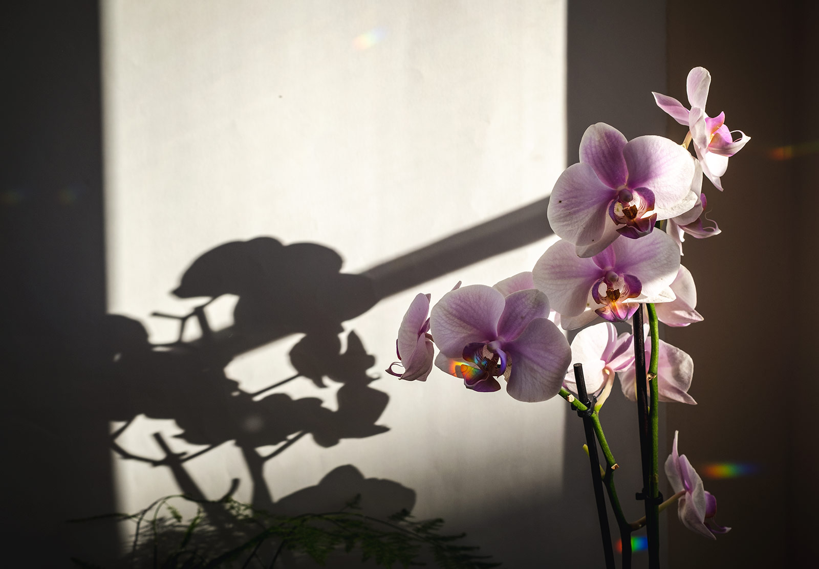 Pink orchid in the sun