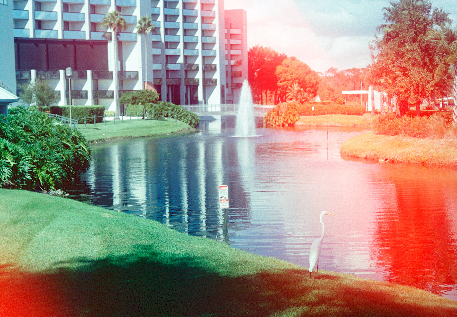 Heron by water