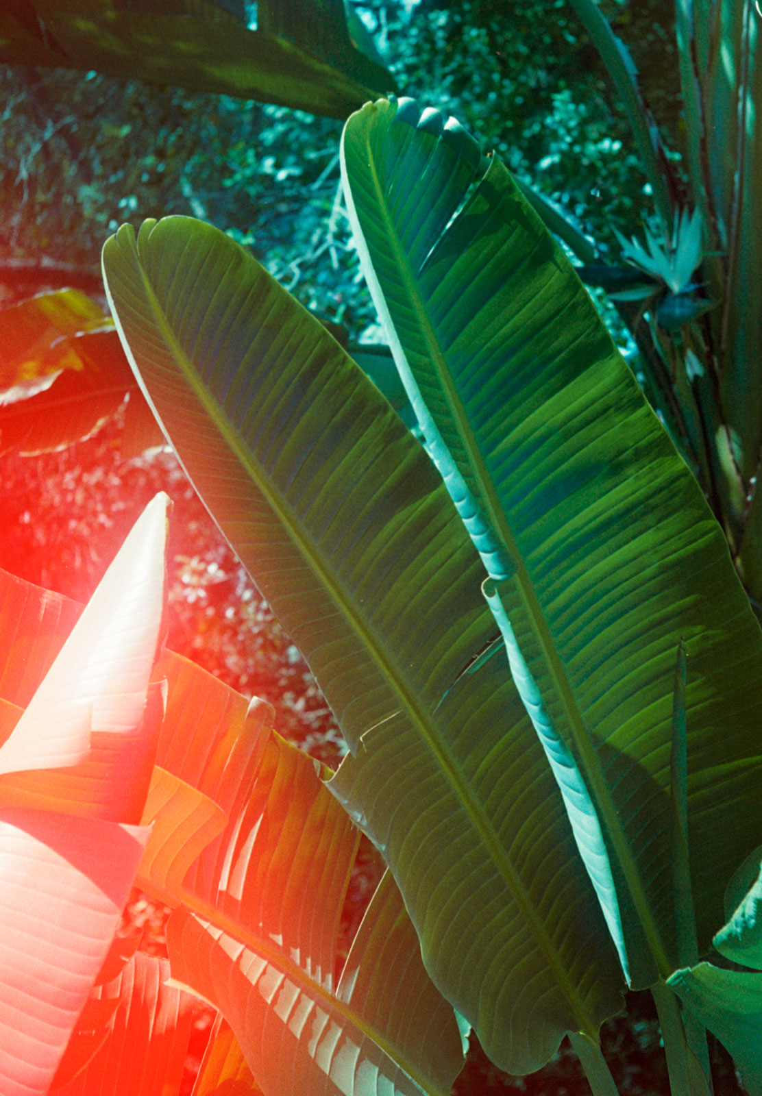 Palm leaves