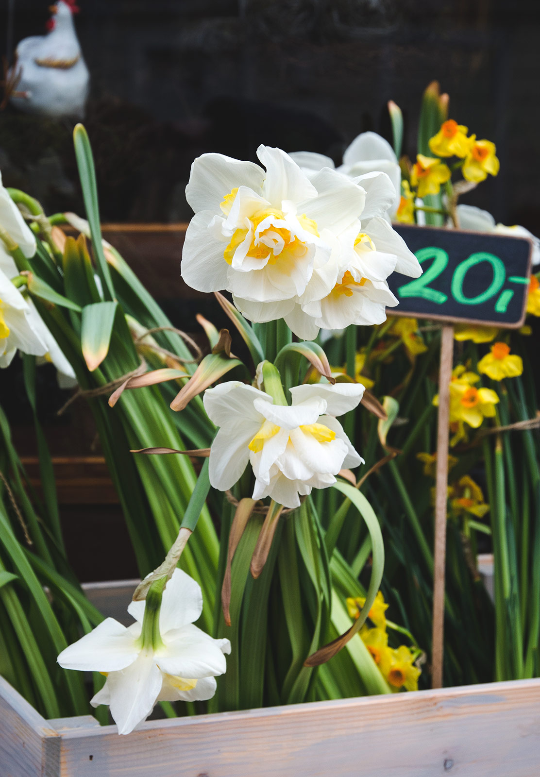 Bunched daffodils