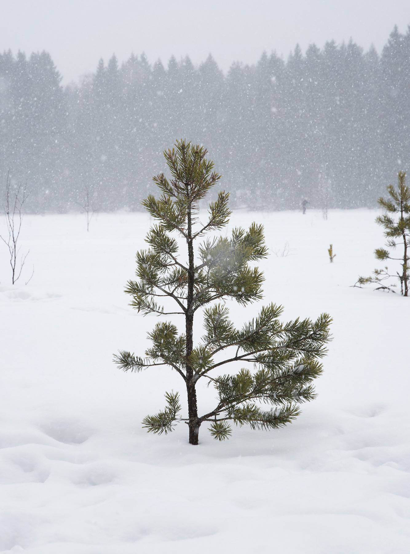 Single pine tree in the snow