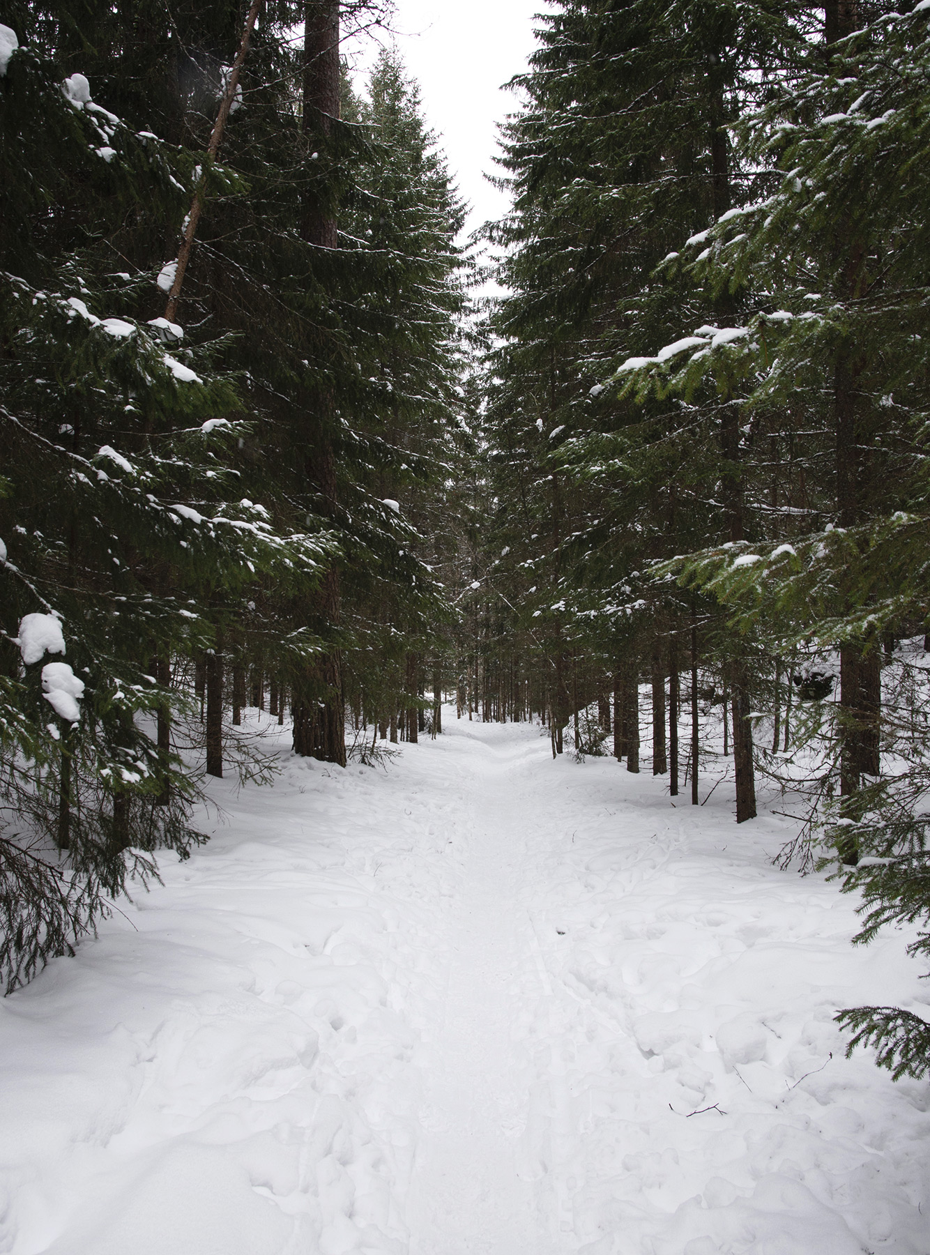 Tree lined snow trail