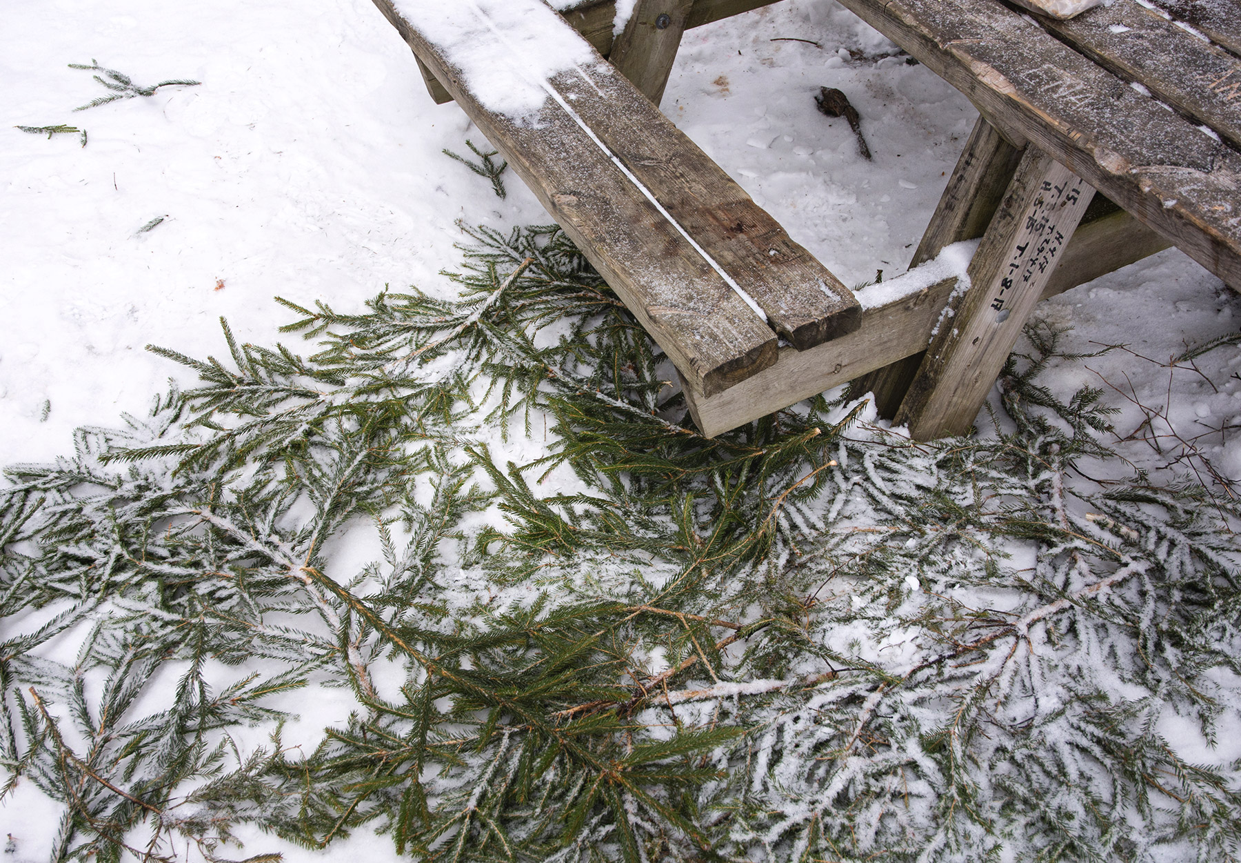 Pine branches around bench