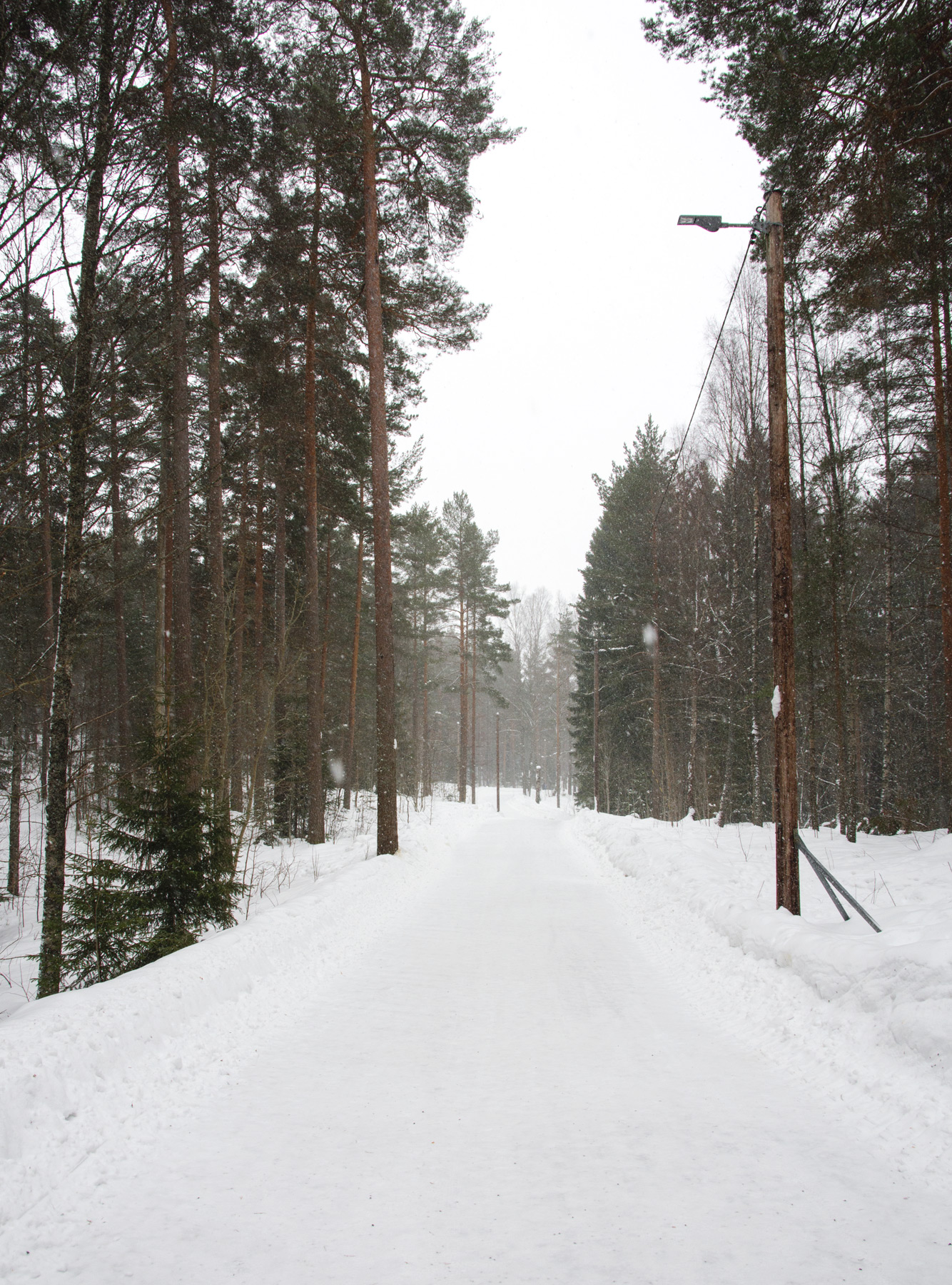 Tree lined trail