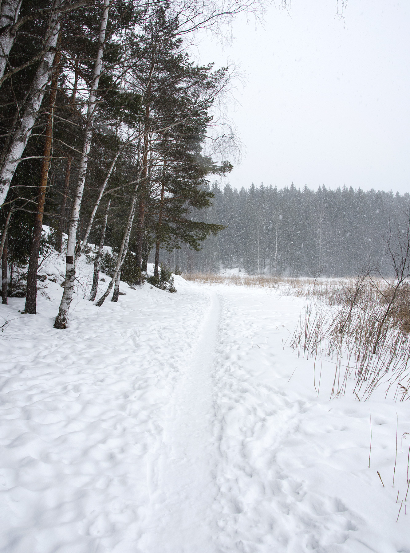 Trails in the snow