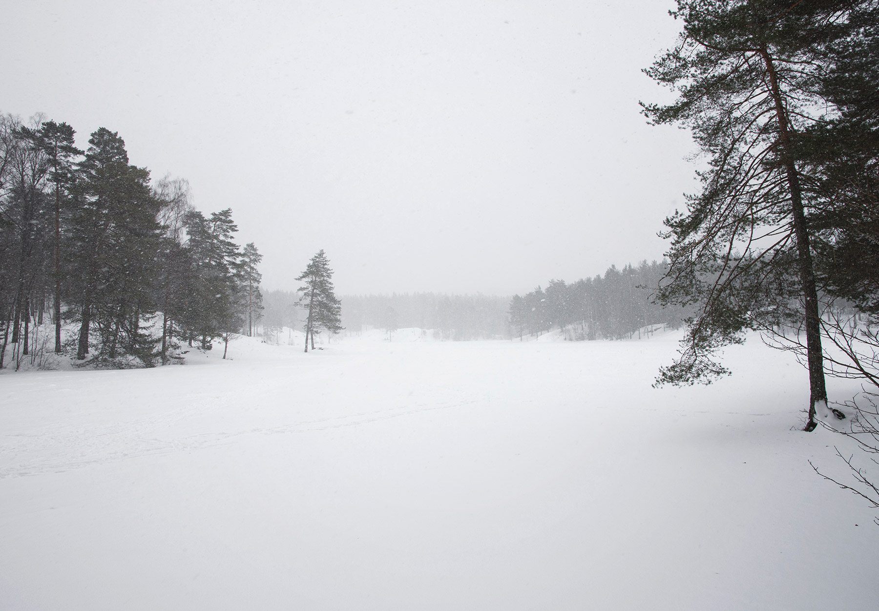 Trees around frozen lake
