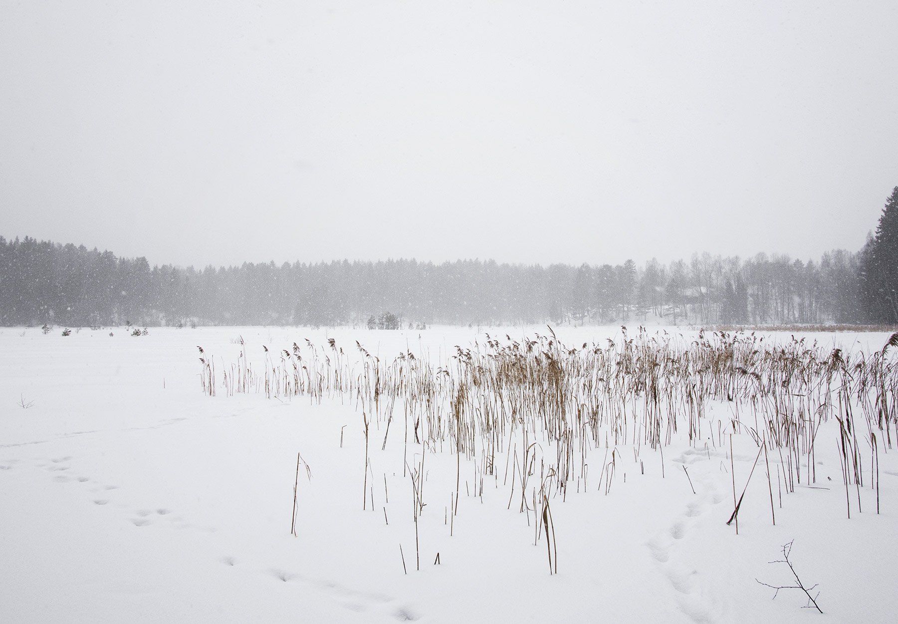 Reeds in the snow