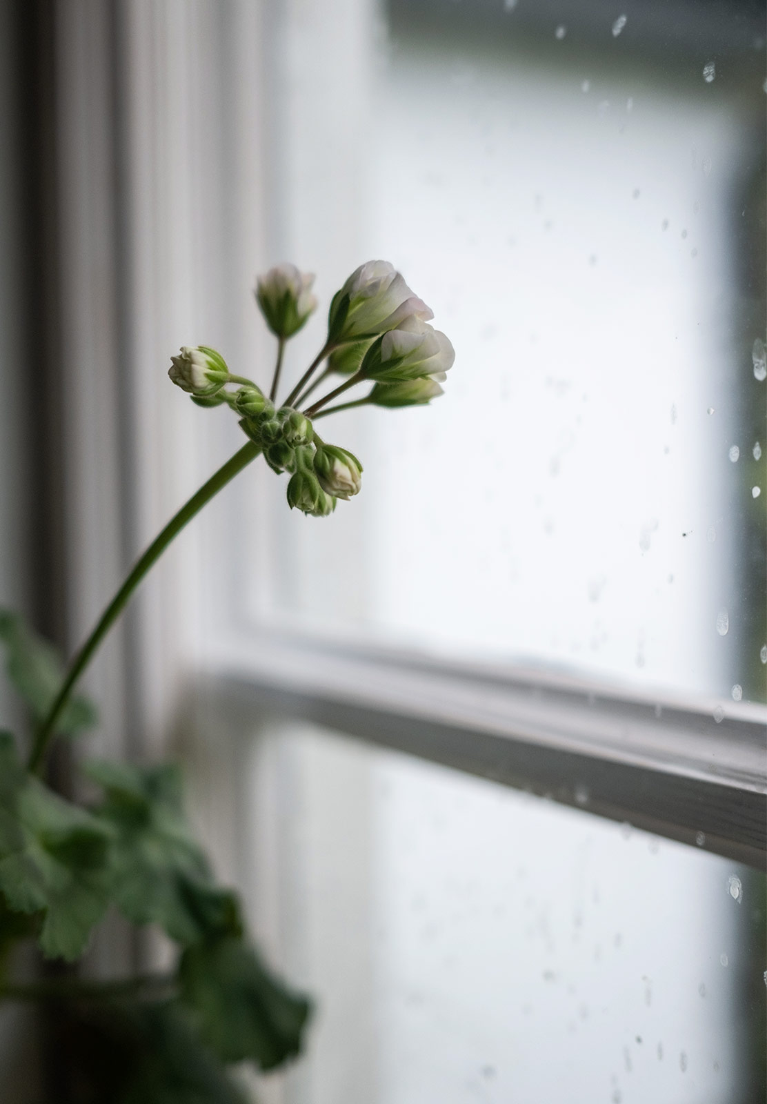 Geranium bending towards light