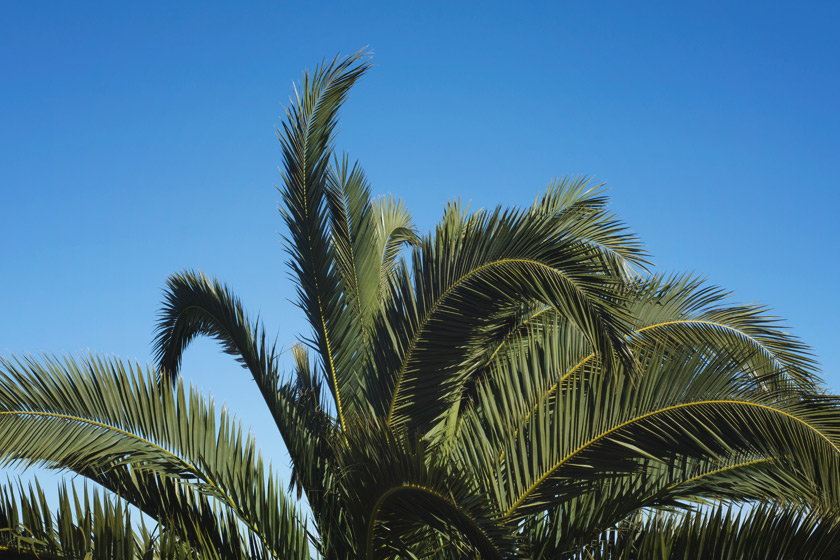 Palm tree leaves and blue sky
