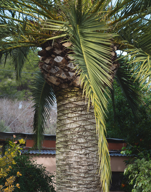 Palm tree trunk