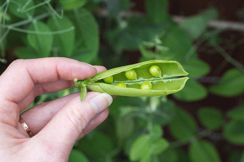 Open pea pod