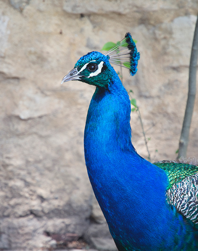 Bright blue peacock head