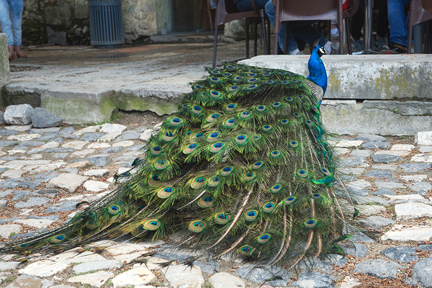 Peacock tail feathers