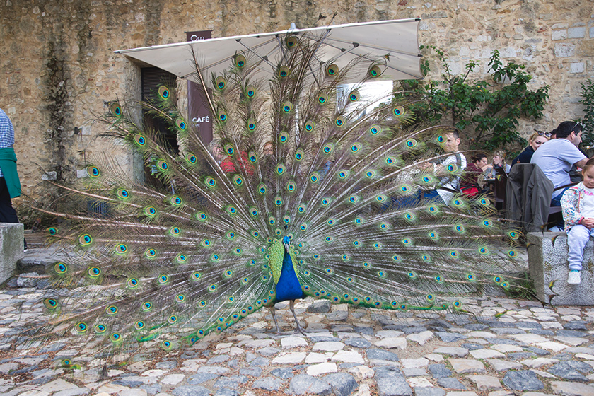 Parading peacock