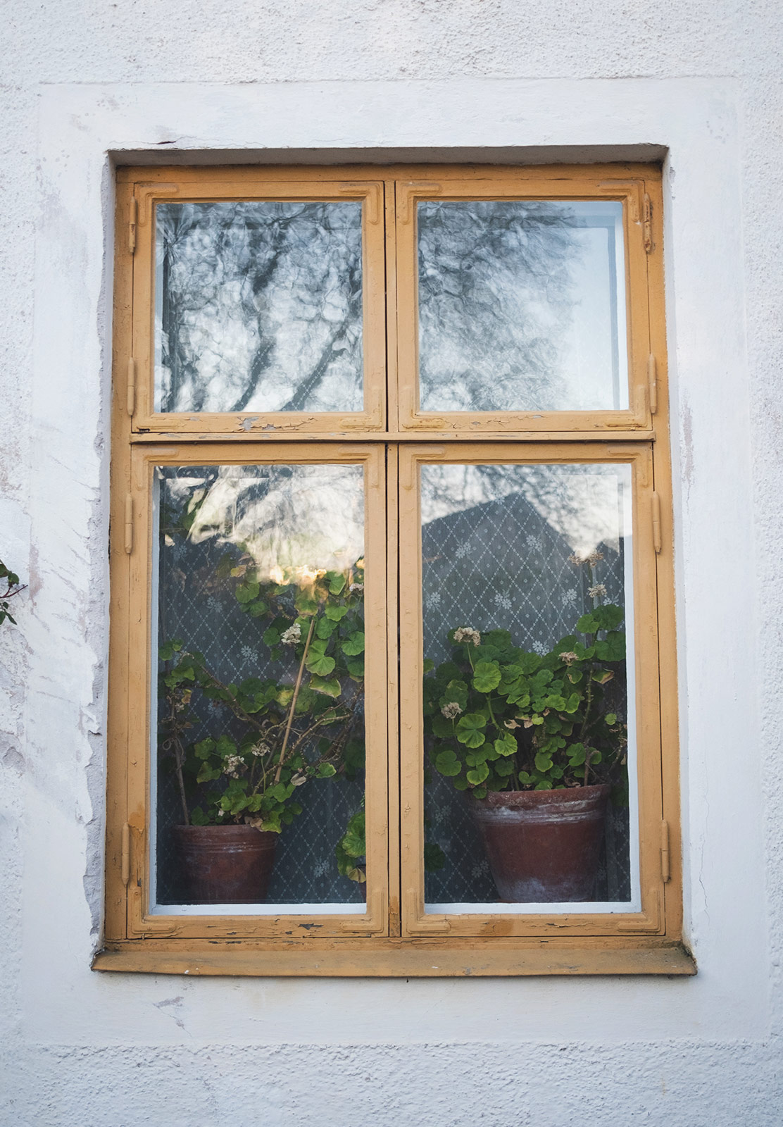 Plants on windowsill