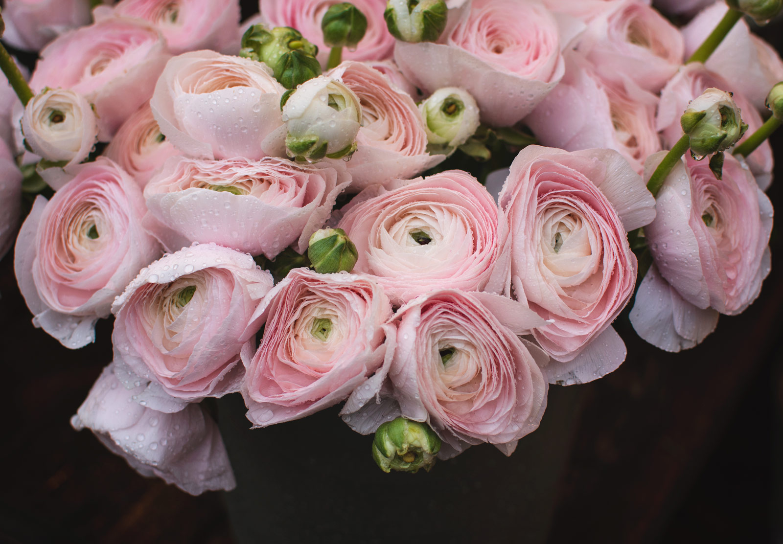 Pale pink flowers