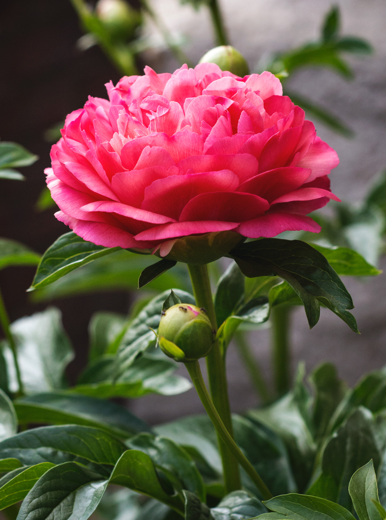 Large pink flowerhead