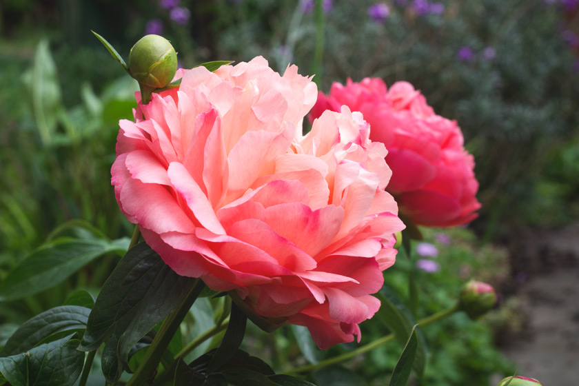 Pink peony