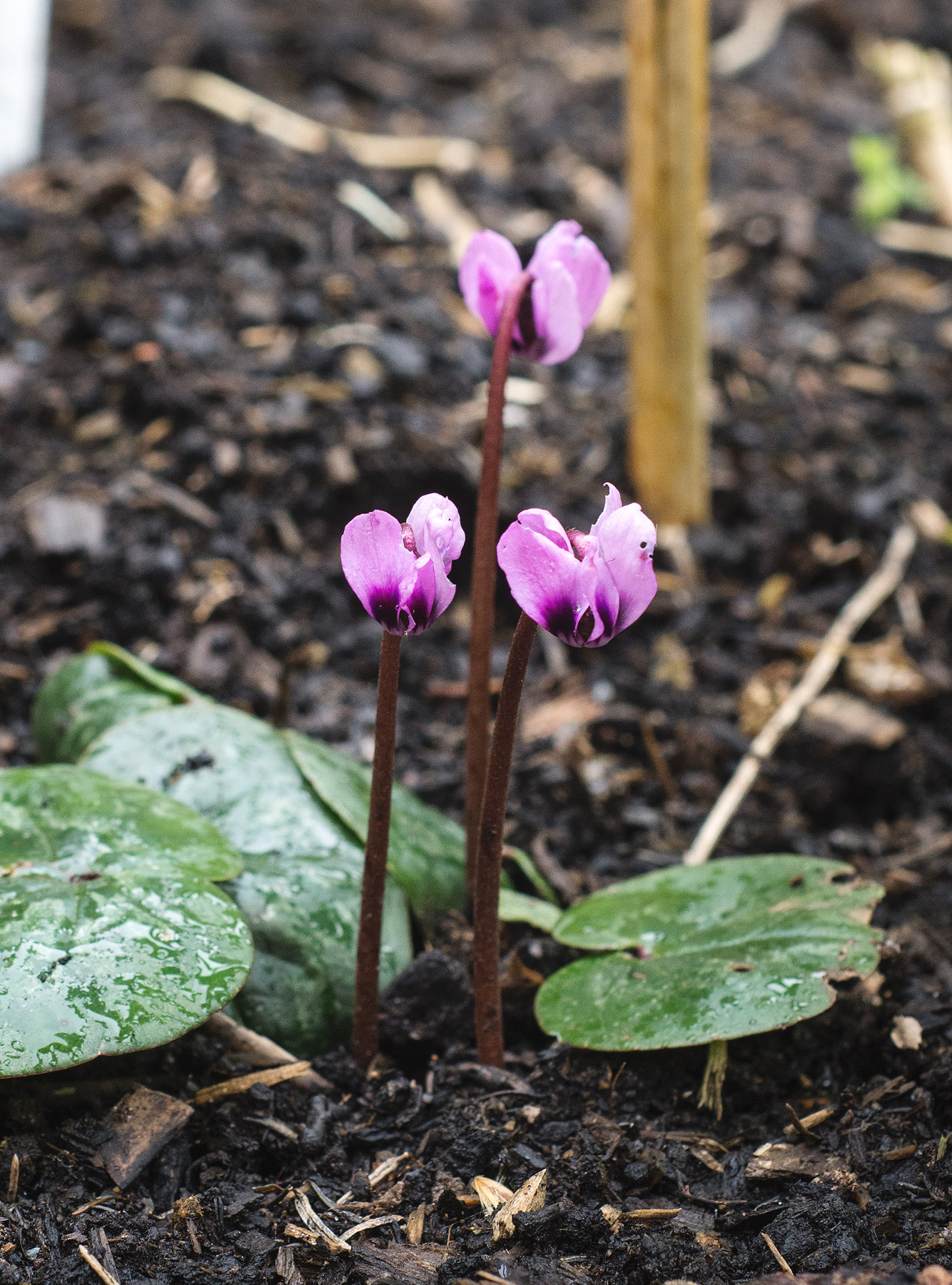Pink flower heads
