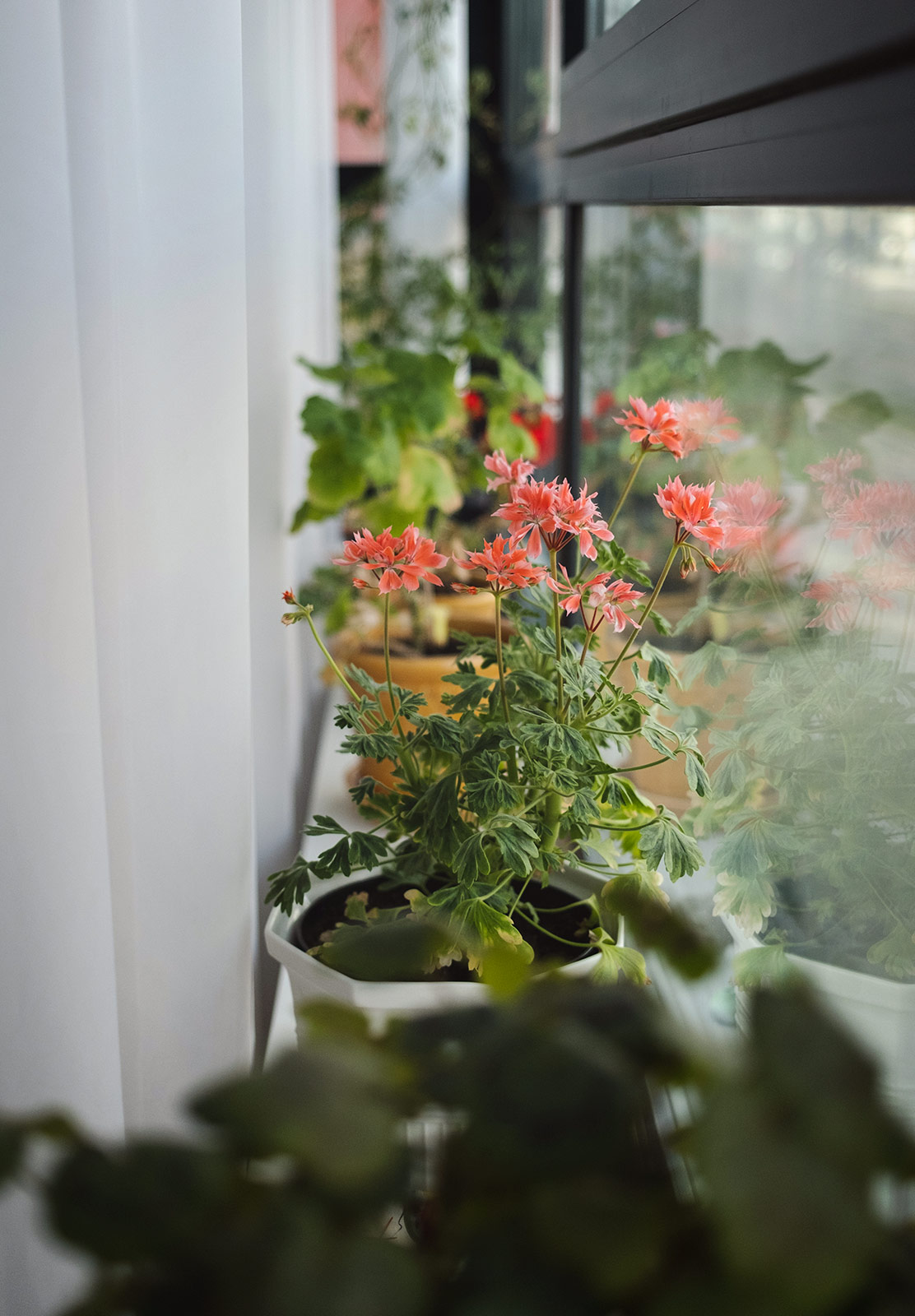 Plants on windowsill